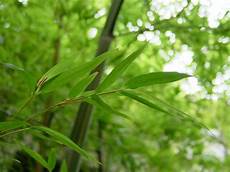 Bamboo Bathrobes