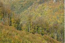 Beech-Birch Woods