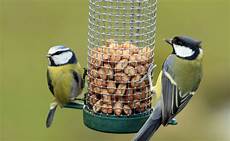 Bird Feed