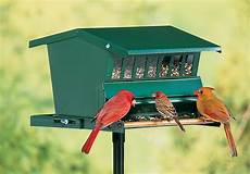 Bird Feeds