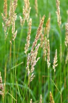 Canary Grasses