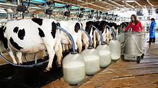 Cow Milking Equipments