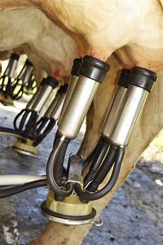 Cow Milking Systems