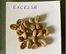 Excelsa Coffee