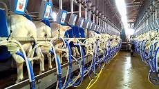 Goat Milking Systems