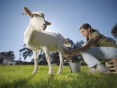 Sheep Goats Milking