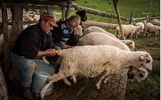 Sheep Milking