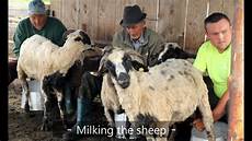 Sheep Milking