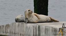 Adapting Seals
