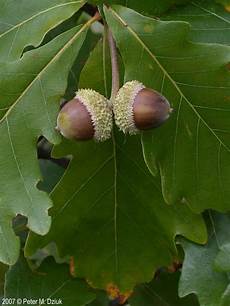 Almond