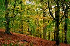 Beech Woods