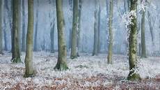 Beech Woods