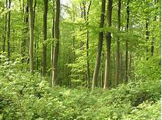 Beech Woods