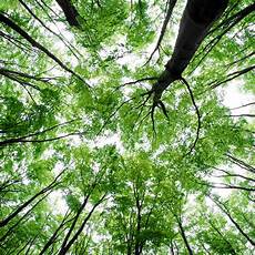 Beech Woods