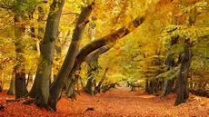 Beech Woods