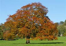 Beech