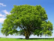 Beech