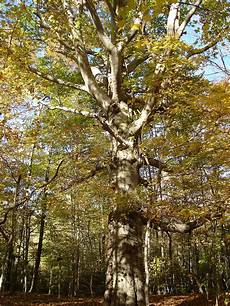 Beech