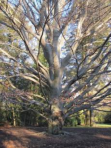 Beech