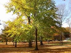 Beech