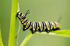 Caterpillar Part