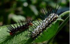 Caterpillars And Spare Parts
