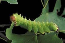 Caterpillars And Spare Parts