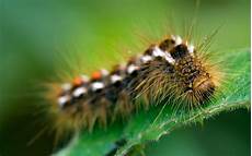 Caterpillars And Spare Parts