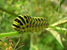 Caterpillars
