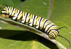 Caterpillars
