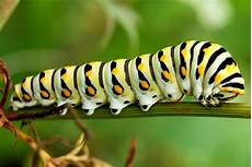 Caterpillars