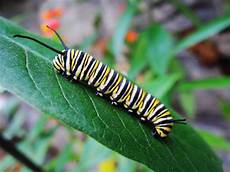 Caterpillars