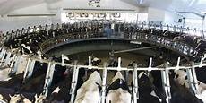 Catle Milking Systems