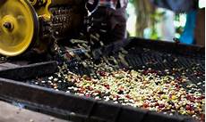 Coffee Processing