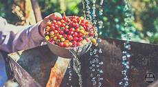 Coffee Processing