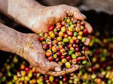 Coffee Processing