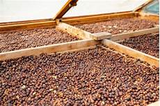 Coffee Seed Drying