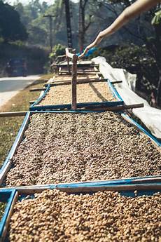 Coffee Seed Drying