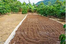 Coffee Seed Drying