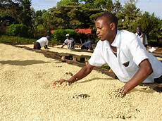 Coffee Seed Drying