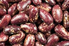 Common Beans