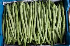 Common Beans