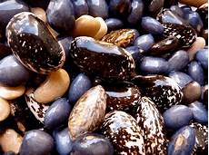 Common Beans