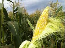 Corn