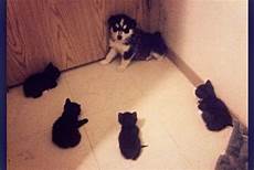 Cornered Pails