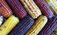 Corns