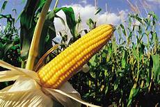 Corns