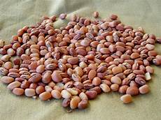 Cow Pea