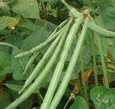 Cow Pea
