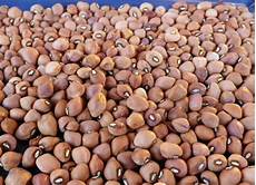 Cowpea